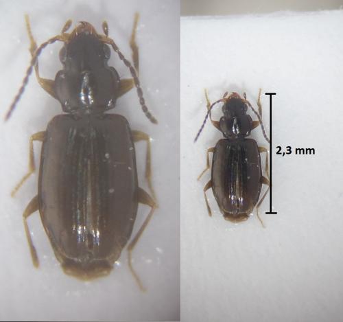 Réf. 194 485 : Tachys bistriatus